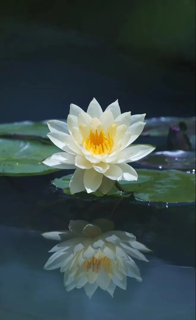 白莲花.jpg